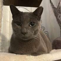 Thumbnail photo of Ash #3