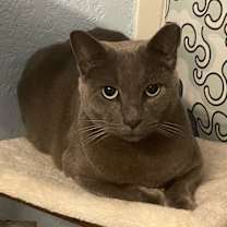 Thumbnail photo of Ash #4