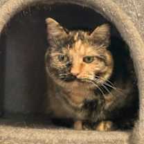 Thumbnail photo of Oblina #4