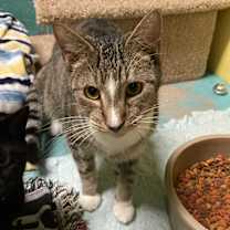 Thumbnail photo of Finch #2