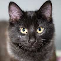 Thumbnail photo of Lux #1