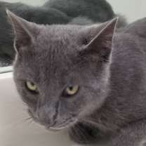 Thumbnail photo of MERLIN #1