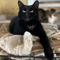 Thumbnail photo of Eclipse #1