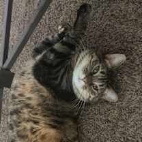 Thumbnail photo of Autumn #2