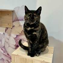 Thumbnail photo of Tina #1