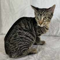 Thumbnail photo of Rocky Balboa #3