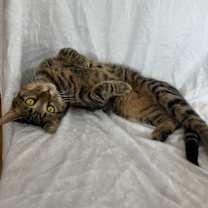 Thumbnail photo of Mad Max #3