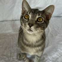 Thumbnail photo of Greyson #2