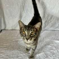 Thumbnail photo of Greyson #3