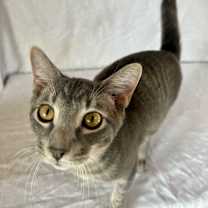 Thumbnail photo of Greyson #4