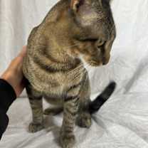 Thumbnail photo of Theo #4