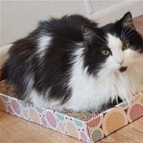 Thumbnail photo of Sylvester #1