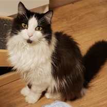 Thumbnail photo of Sylvester #2