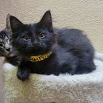 Thumbnail photo of Bashful #1