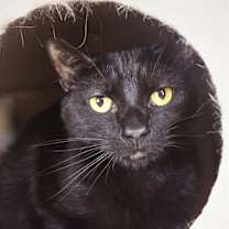 Thumbnail photo of Dakota #1