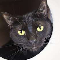 Thumbnail photo of Dakota #2