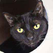 Thumbnail photo of Dakota #3