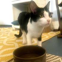 Thumbnail photo of Songbird #2