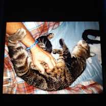 Thumbnail photo of Tigger #2