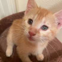 Thumbnail photo of Loafie #4