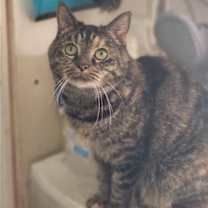 Thumbnail photo of Missy #3