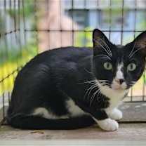 Thumbnail photo of Tux #2