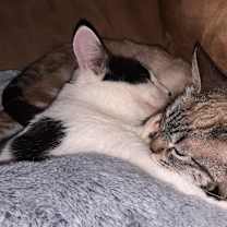 Thumbnail photo of BoPeep #3