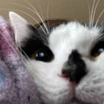 Thumbnail photo of BoPeep #4