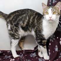 Thumbnail photo of Maynard #3