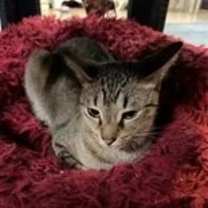 Thumbnail photo of Ziggy #3