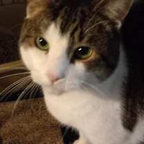 Thumbnail photo of Scotty #4