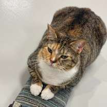 Thumbnail photo of Cayenne #1