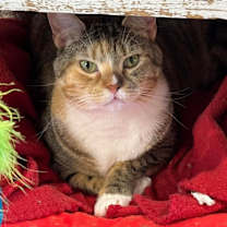 Thumbnail photo of Cayenne #2