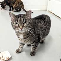 Thumbnail photo of Shalimar #4