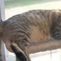 Thumbnail photo of Rupert #3