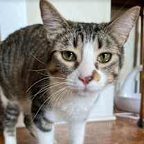 Thumbnail photo of Turbo #1