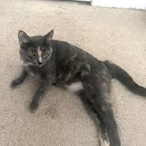 Thumbnail photo of Zoey #3