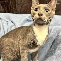 Thumbnail photo of Silver #1