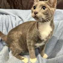 Thumbnail photo of Silver #2