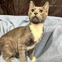 Thumbnail photo of Silver #3