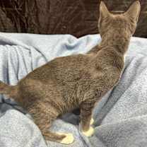 Thumbnail photo of Silver #4