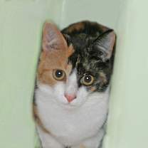 Thumbnail photo of Dotty #1