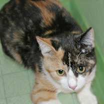 Thumbnail photo of Dotty #2