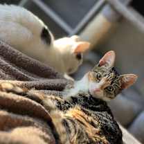 Thumbnail photo of Mia loving social calico #2