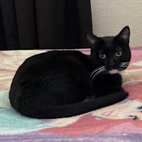 Thumbnail photo of Padme #1