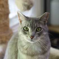 Thumbnail photo of Allie #1