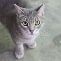 Thumbnail photo of Allie #3