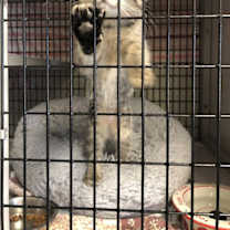 Thumbnail photo of LOTS of Kittens #2