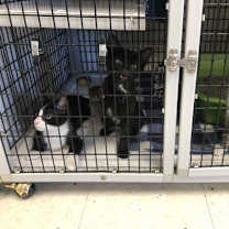 Thumbnail photo of LOTS of Kittens #3
