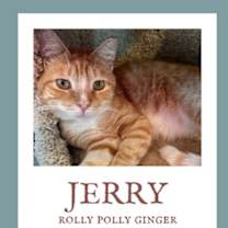 Thumbnail photo of Jerry (& Jesse) bonded  *FEE WAIVED* #1